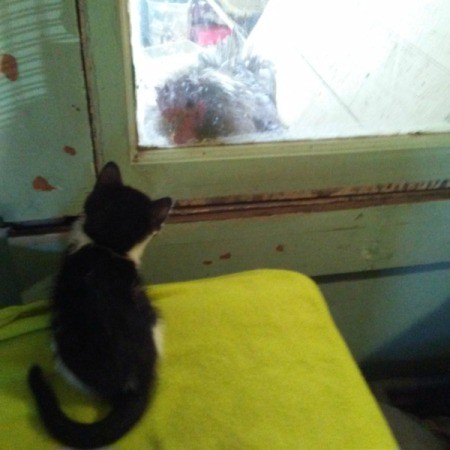 kitten looking through window at rooster