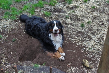 Retro (Bernese Mountain Dog)