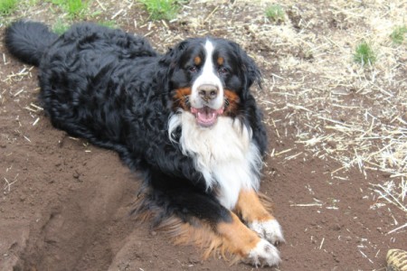 dog lying next to hole