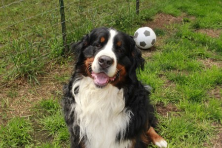 Retro (Bernese Mountain Dog)