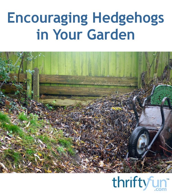 Encouraging Hedgehogs in Your Garden ThriftyFun
