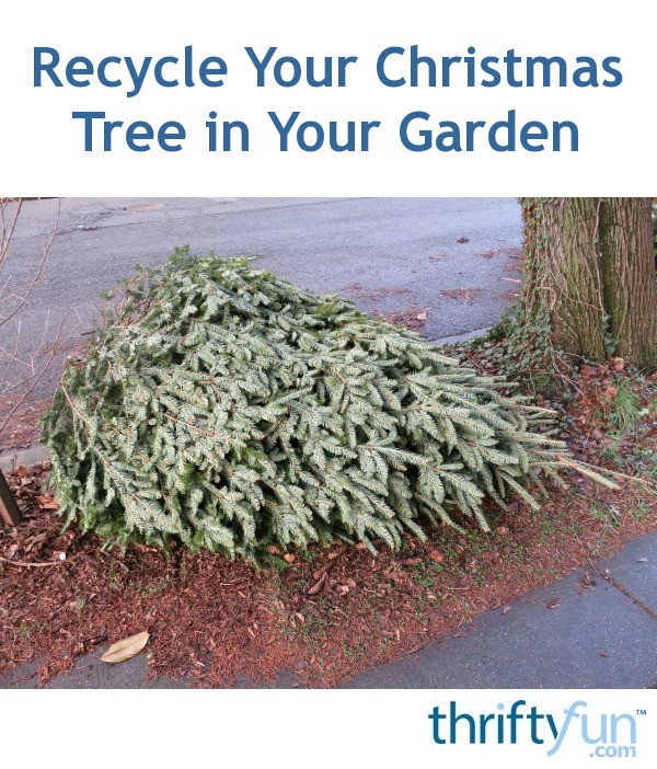 Recycling Your Christmas Tree For the Garden ThriftyFun