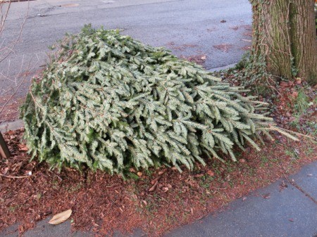 A Christmas tree ready to be recycled.