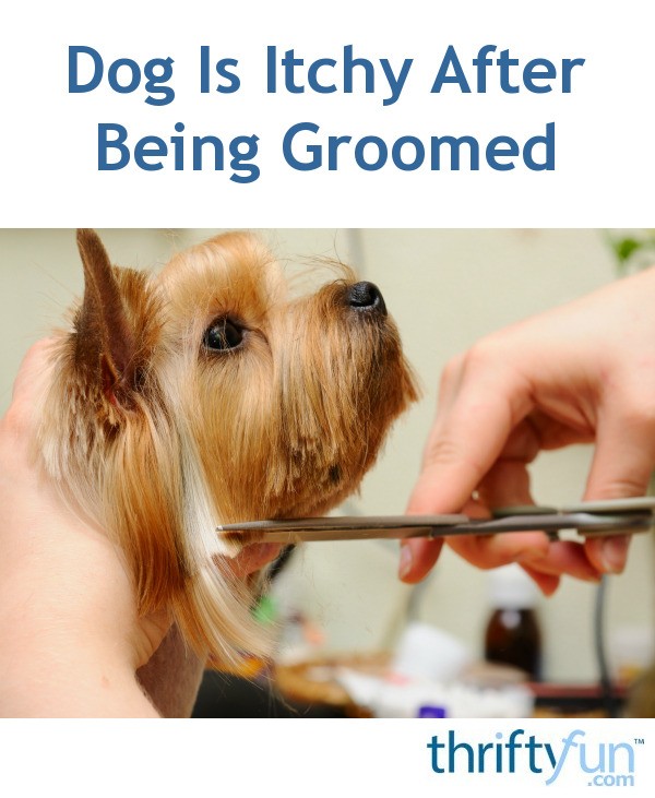 Dog Is Itchy After Being Groomed? ThriftyFun