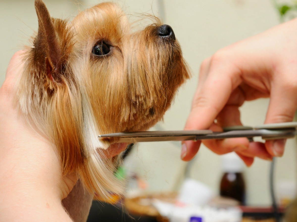 Great Dog Grooming Chillicothe Ohio of all time The ultimate guide 