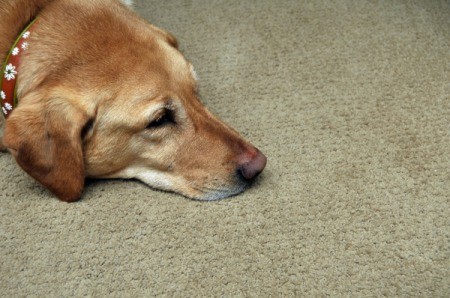 A dog laying on the carpet.