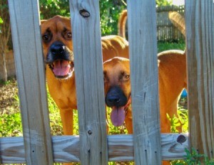 Two dogs looking between boards in a fence.