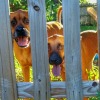 Two dogs looking between boards in a fence.