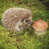A hedgehog nibbling on a mushroom.