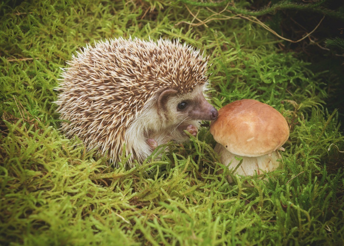 Encouraging Hedgehogs In Your Garden Thriftyfun