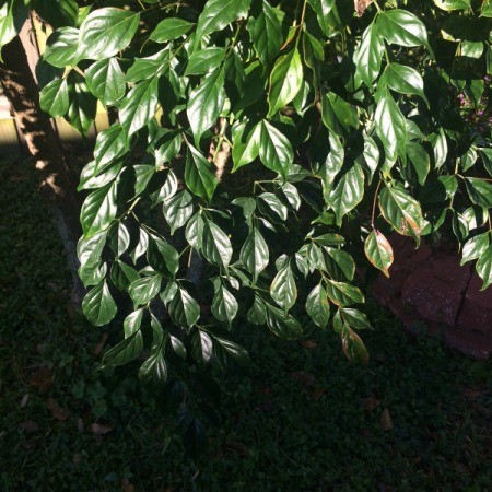 A China Doll Ficus growing outside.