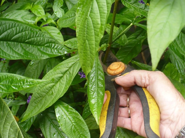 Easily Root Flower and Tree Cuttings