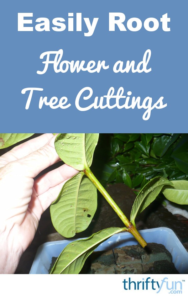 Easily Root Flower and Tree Cuttings | ThriftyFun