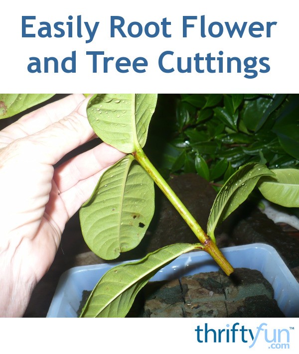Download Easily Root Flower and Tree Cuttings | ThriftyFun
