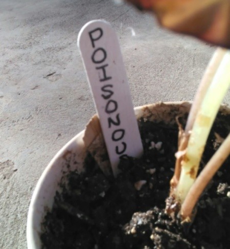 Plant Markers from Popsicle Sticks
