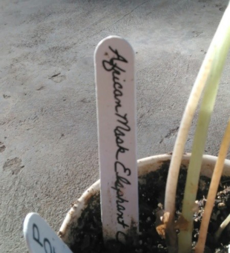 Plant Markers from Popsicle Sticks
