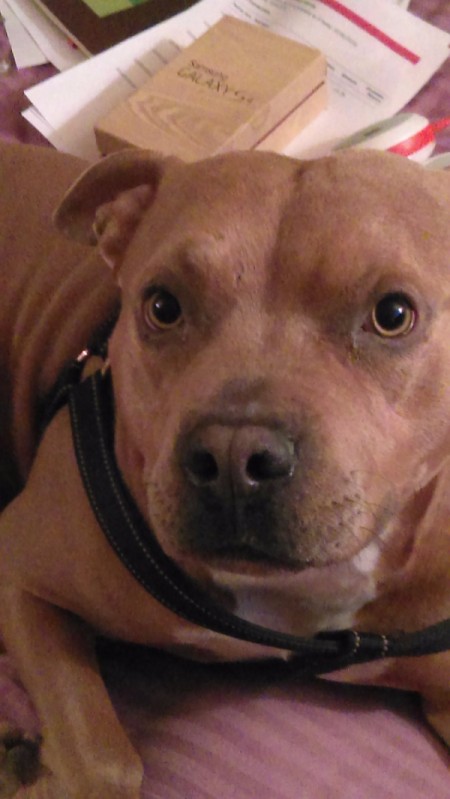 closeup of dog's face