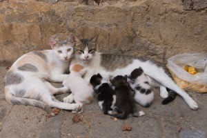 A family of cats on the street.