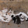 A family of cats on the street.