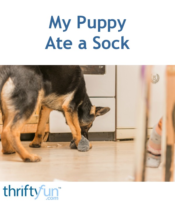 My Puppy Ate a Sock ThriftyFun