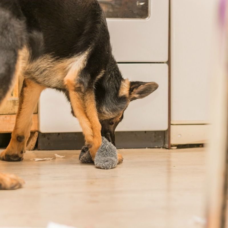 My Puppy Ate a Sock ThriftyFun