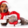 A cat and a dog with Santa hats.