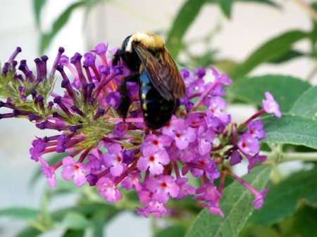 Bumble Bee On Buddleia Bloom