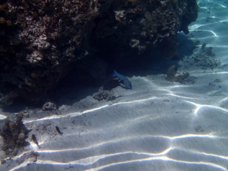 Underwater Adventure in Tahiti