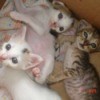 three kittens in a box