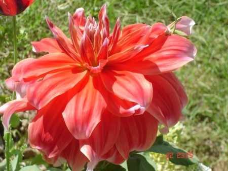 salmon pink dahlia