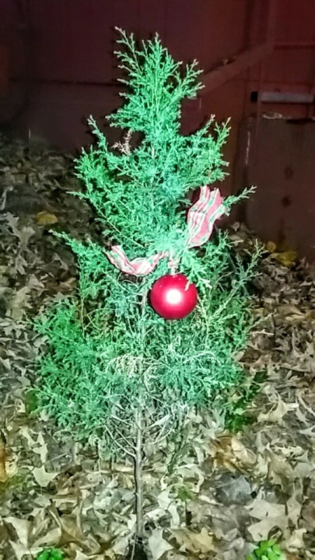 play on Charlie Brown's poor little Christmas tree