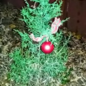 play on Charlie Brown's poor little Christmas tree
