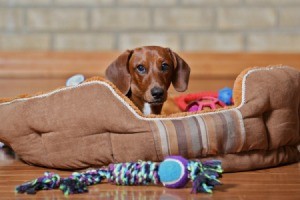 A dog in his bed, with chew toys.