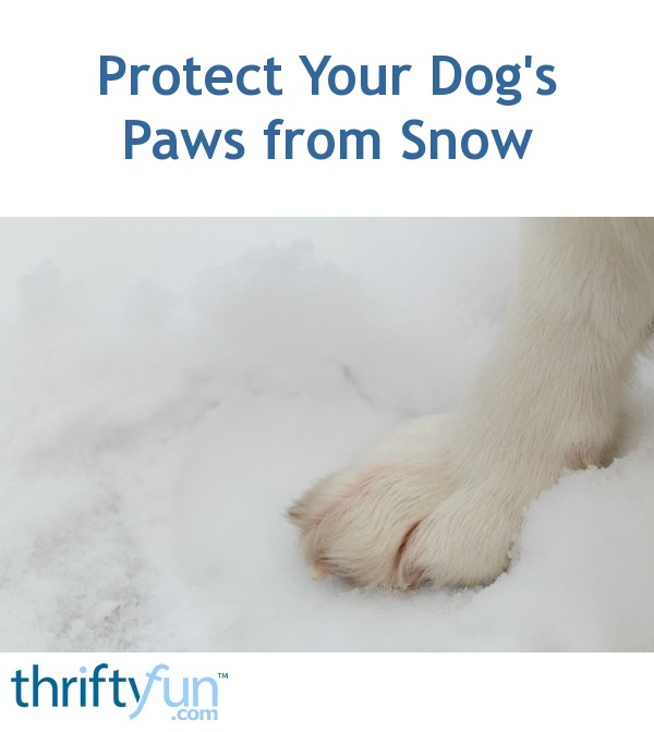 Protect Your Dog's Paws from Snow ThriftyFun