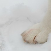 A dog's paw in the snow.
