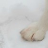 A dog's paw in the snow.