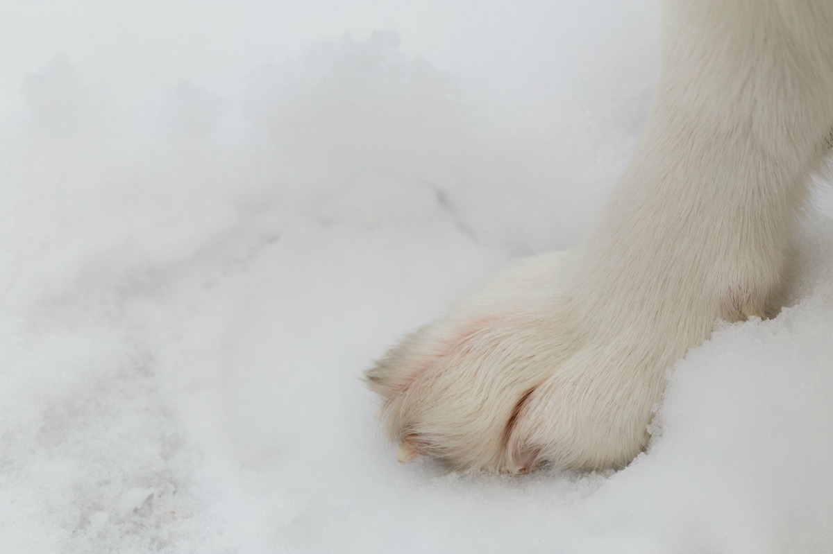 Protect Your Dog s Paws  from Snow ThriftyFun