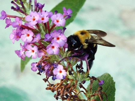 bumble bee on butterfly bush flower