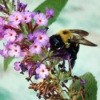 bumble bee on butterfly bush flower