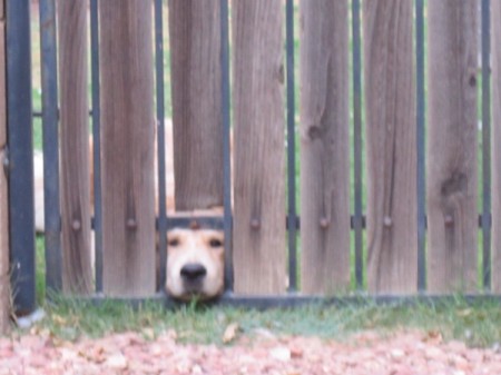 Lyle (Golden Chow Mix)