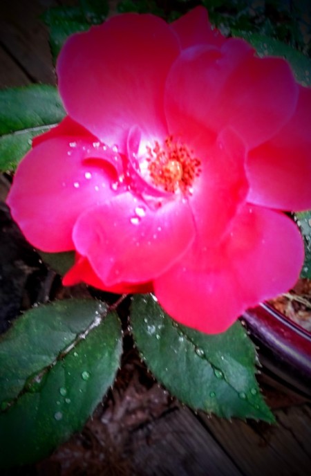 blurred red rose