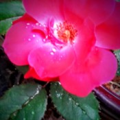 blurred red rose