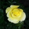 closeup of yellow rose with dark background