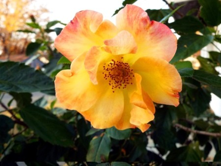 yellow rose with pink tinge on edge of petals