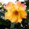 yellow rose with pink tinge on edge of petals