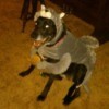 Dusty dressed as a wolf for Halloween