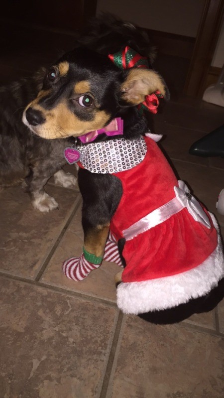 What Breed Is My Puppy?