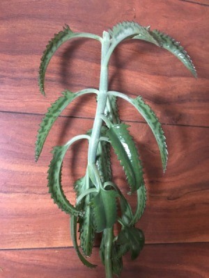 tall light to medium green succulent type plant