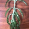 tall light to medium green succulent type plant