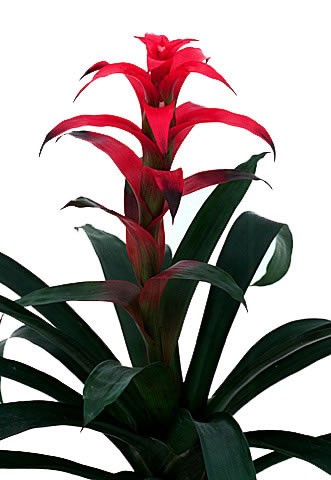 Identifying Houseplants